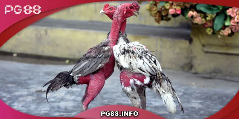Đá Gà Chọi C1 - Sân Chơi Đỉnh Cao Của Chiến Kê Hàng Đầu Chiến thuật huấn luyện gà chọi C1 hiệu quả