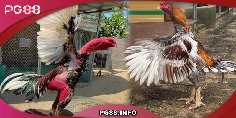 Đá Gà Chọi C1 - Sân Chơi Đỉnh Cao Của Chiến Kê Hàng Đầu Luật chơi đá gà chọi C1 cơ bản