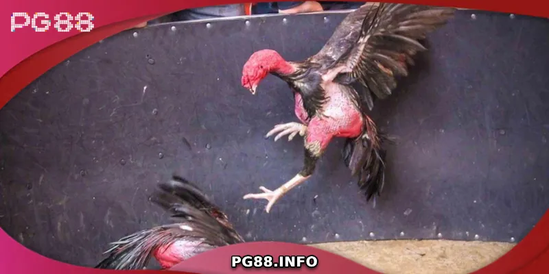 Đá Gà Chọi C1 - Sân Chơi Đỉnh Cao Của Chiến Kê Hàng Đầu Những điều cần biết về đá gà chọi C1